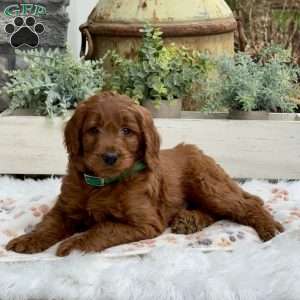Henry, Goldendoodle Puppy