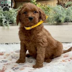 Alice, Goldendoodle Puppy