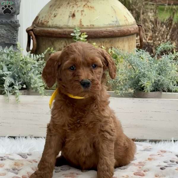 Alice, Goldendoodle Puppy