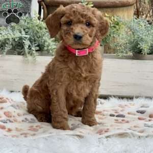 Angie, Goldendoodle Puppy