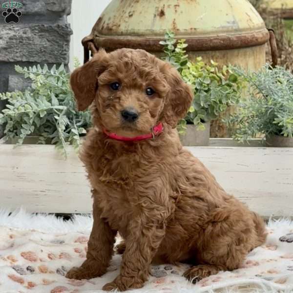 Angie, Goldendoodle Puppy