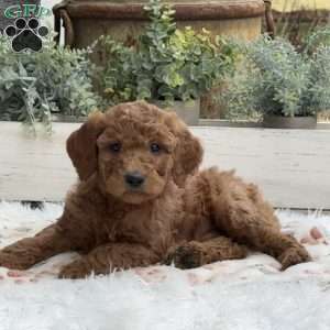 Angie, Goldendoodle Puppy
