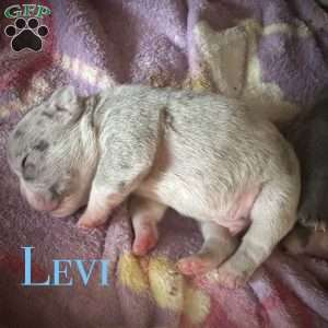 Levi, French Bulldog Puppy