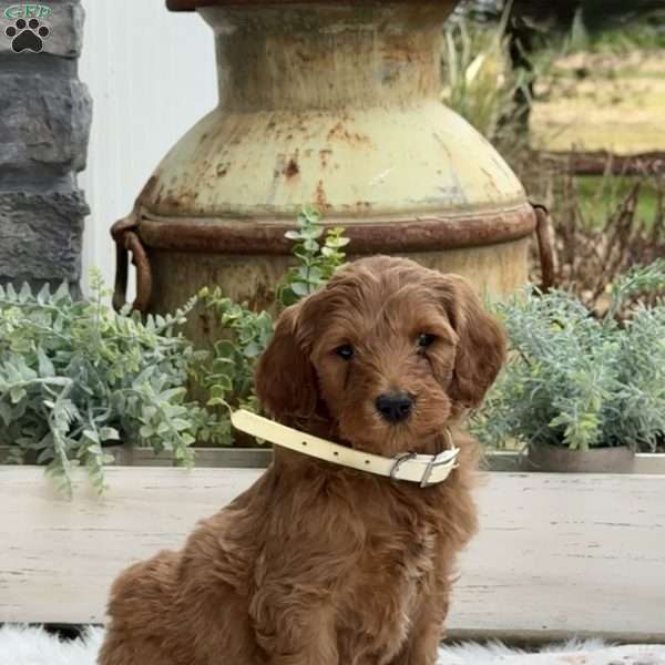 Arthur, Goldendoodle Puppy