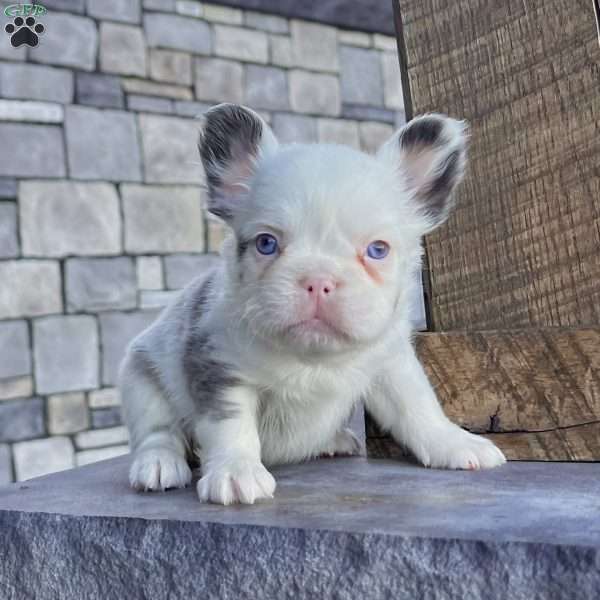 Ritsy, French Bulldog Puppy