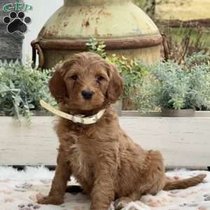 Arthur, Goldendoodle Puppy