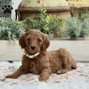 Arthur, Goldendoodle Puppy