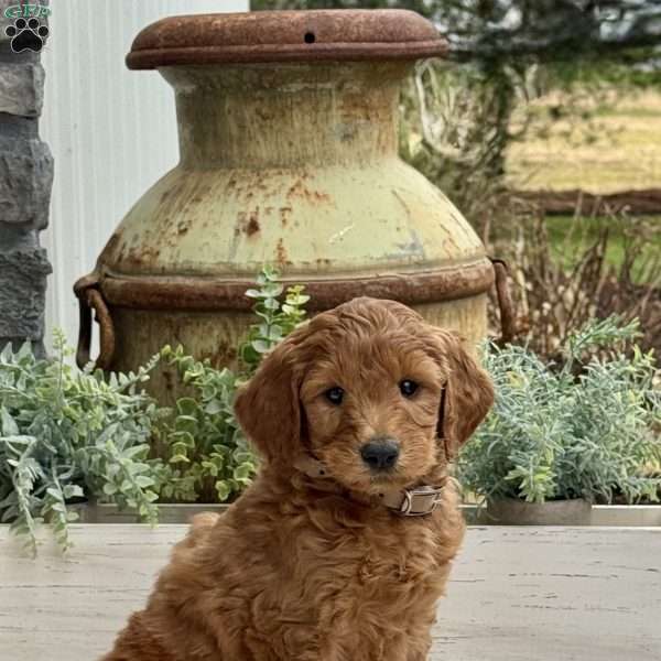 Archie, Goldendoodle Puppy