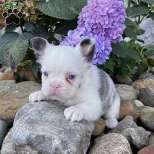 Ritsy, French Bulldog Puppy