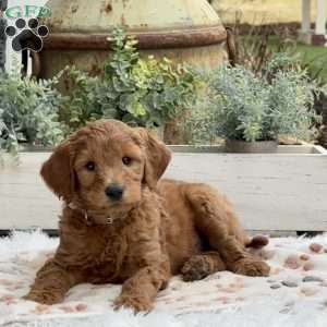 Archie, Goldendoodle Puppy