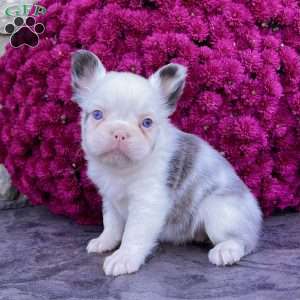 Ritsy, French Bulldog Puppy