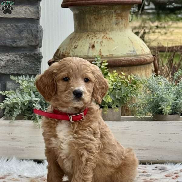 Abby, Goldendoodle Puppy
