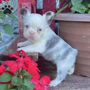 Ritsy, French Bulldog Puppy