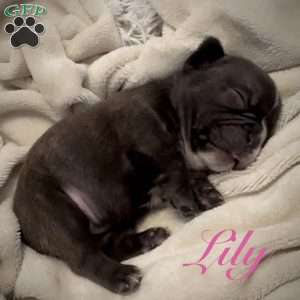 Lily, French Bulldog Puppy
