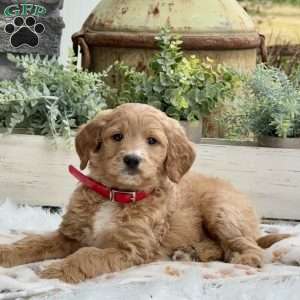 Abby, Goldendoodle Puppy