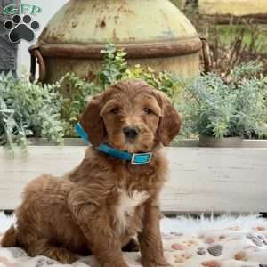 Anna, Goldendoodle Puppy
