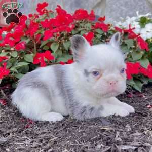 Ritsy, French Bulldog Puppy