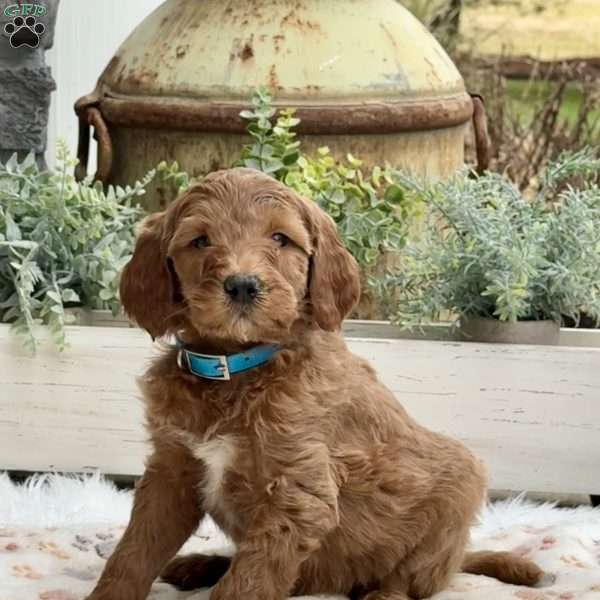 Anna, Goldendoodle Puppy