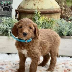 Anna, Goldendoodle Puppy
