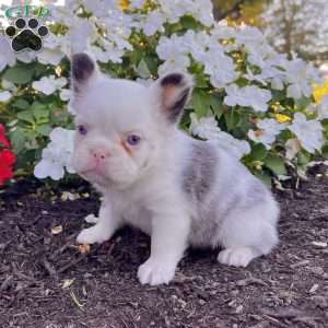Ritsy, French Bulldog Puppy
