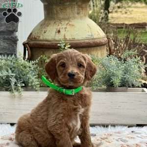 Ace, Goldendoodle Puppy