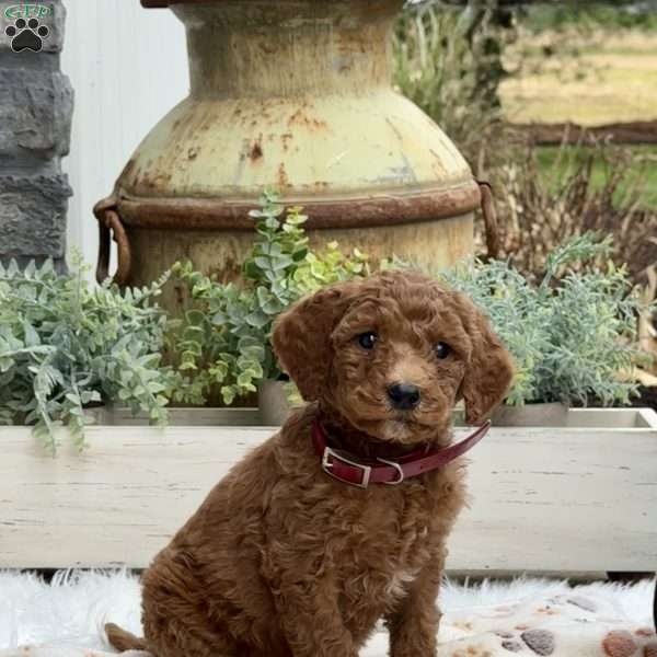 Amber, Goldendoodle Puppy