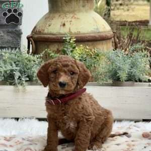 Amber, Goldendoodle Puppy