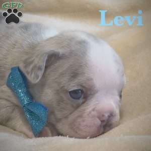 Levi, French Bulldog Puppy