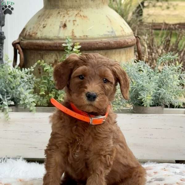 Ava, Goldendoodle Puppy