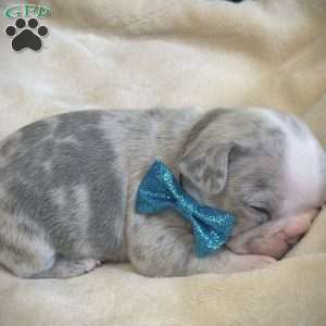 Levi, French Bulldog Puppy