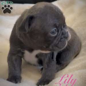 Lily, French Bulldog Puppy