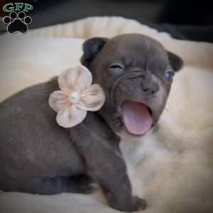 Lily, French Bulldog Puppy