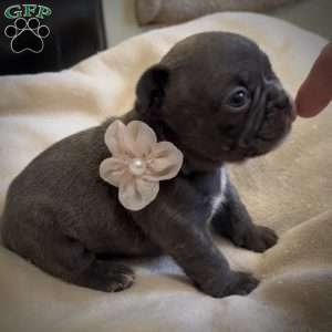 Lily, French Bulldog Puppy