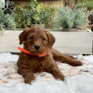 Ava, Goldendoodle Puppy