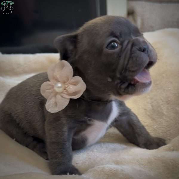 Lily, French Bulldog Puppy