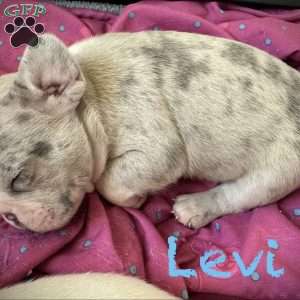 Levi, French Bulldog Puppy