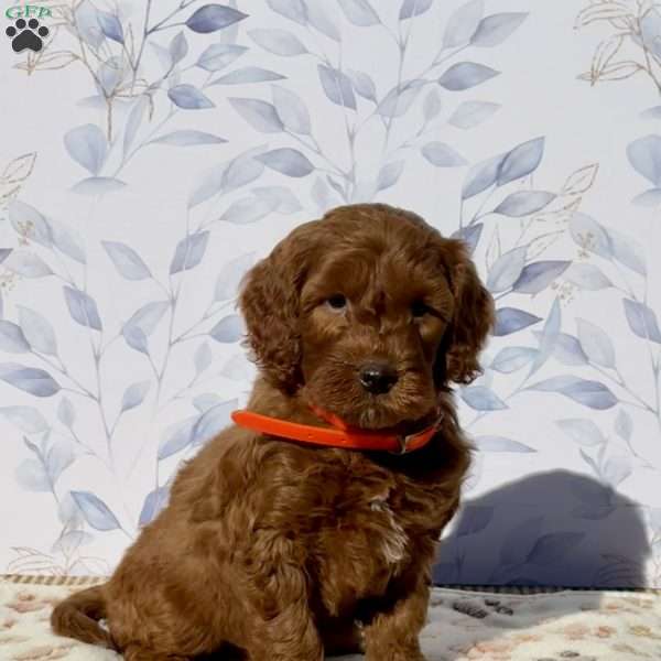 Monkey, Mini Goldendoodle Puppy