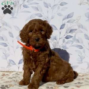 Monkey, Mini Goldendoodle Puppy
