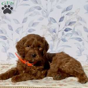 Monkey, Mini Goldendoodle Puppy