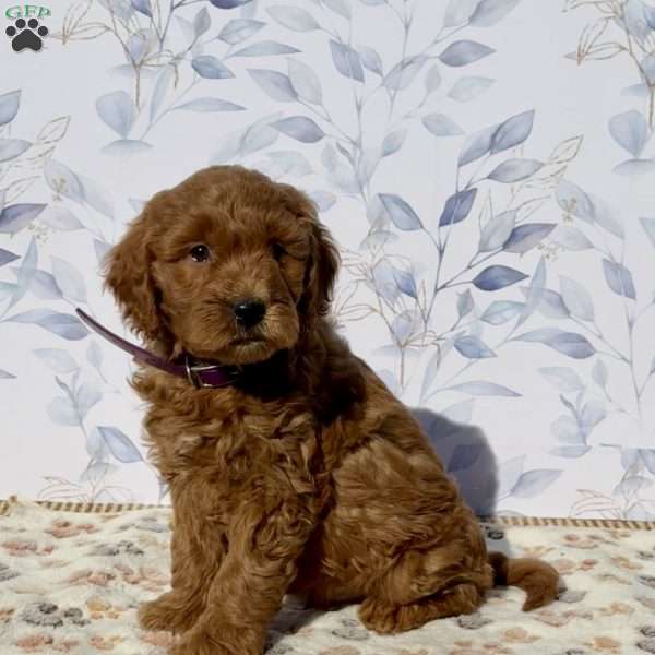 Marshmallow, Mini Goldendoodle Puppy
