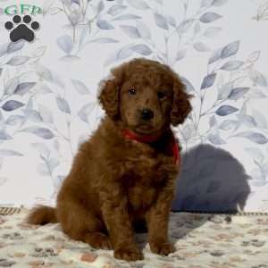 Missy, Mini Goldendoodle Puppy