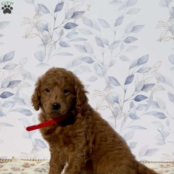 Missy, Mini Goldendoodle Puppy