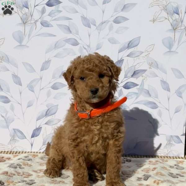 Peter, Mini Goldendoodle Puppy