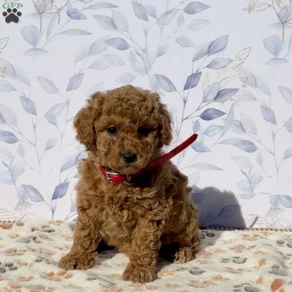 Petunia, Mini Goldendoodle Puppy