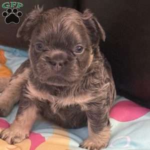 Bentley, French Bulldog Puppy