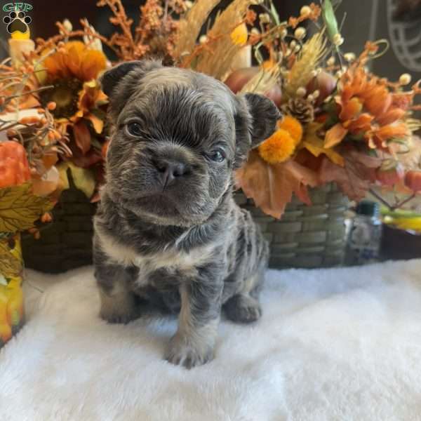 Bentley, French Bulldog Puppy