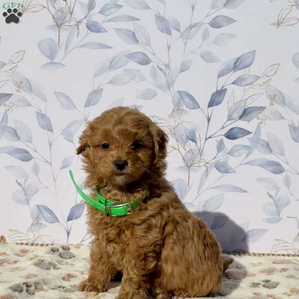 Paul, Mini Goldendoodle Puppy