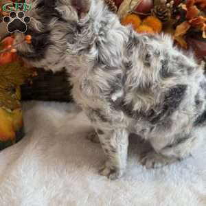 Channel, French Bulldog Puppy