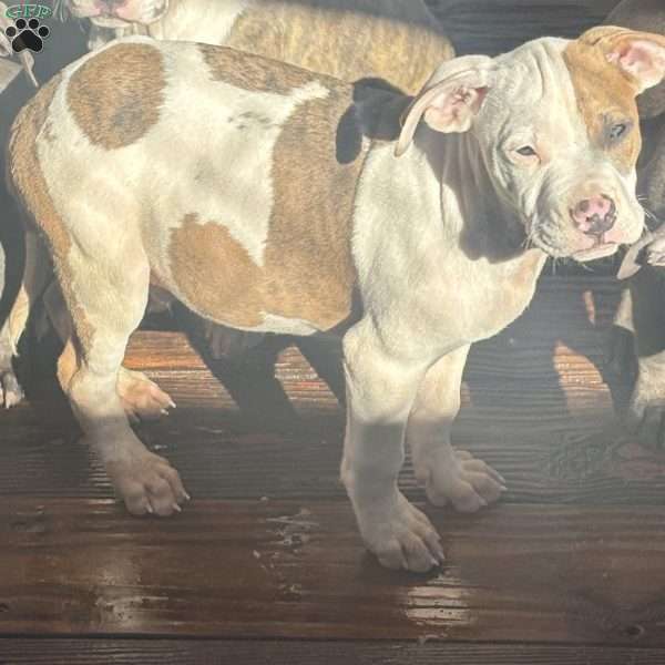 Brody, American Bully Puppy