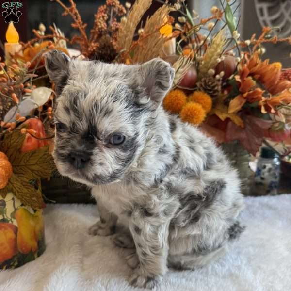 Channel, French Bulldog Puppy